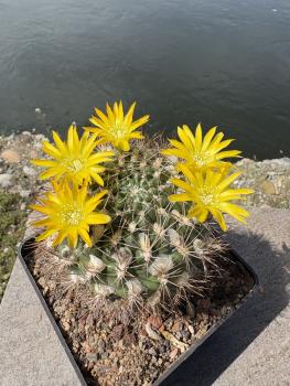 Weingartia riograndensis